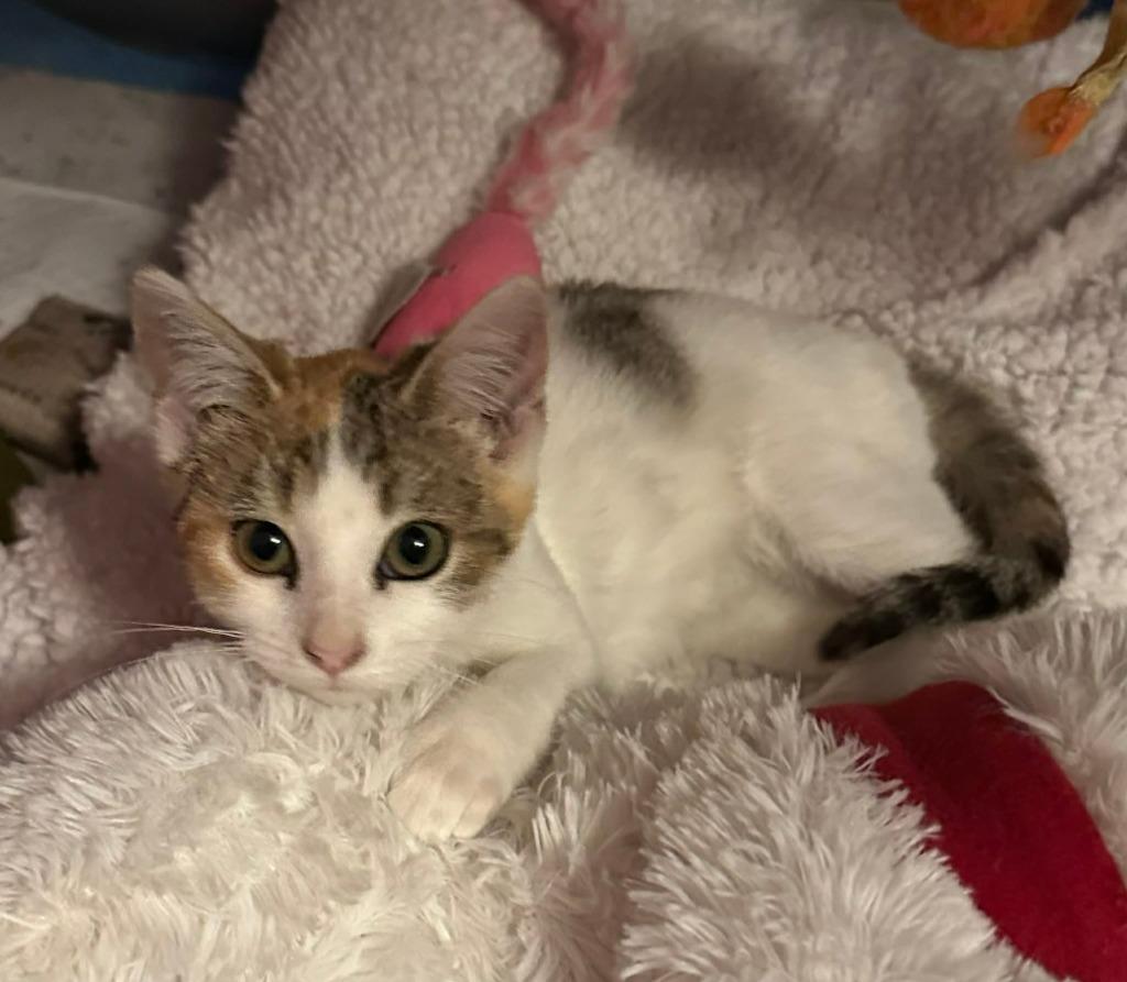 Audrey, a Adoptable Calico in Urbandale, IA image 2/2