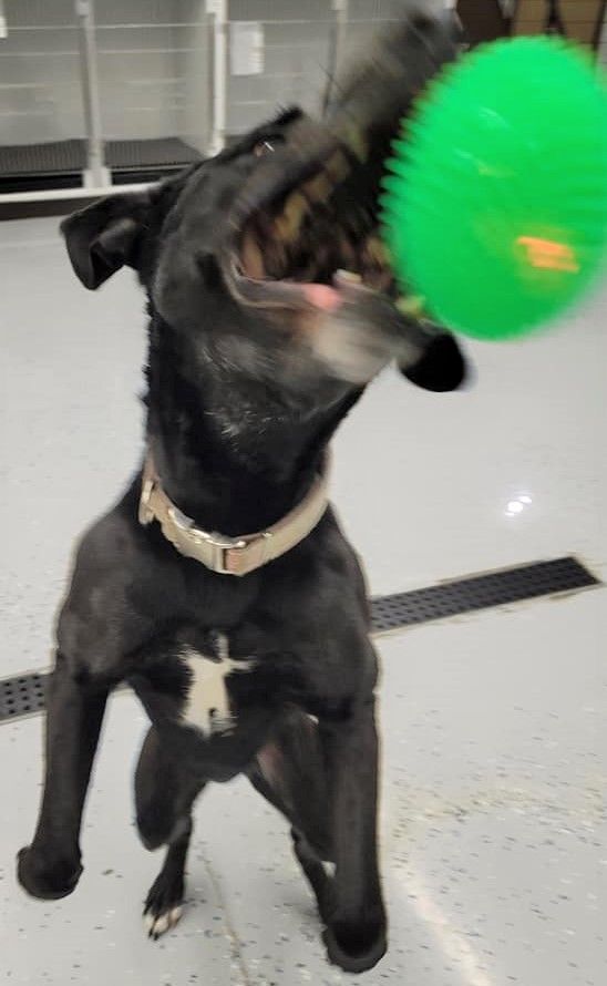 Micki -good girl!, a Adoptable mixed breed in Shell Lake, WI image 1/12