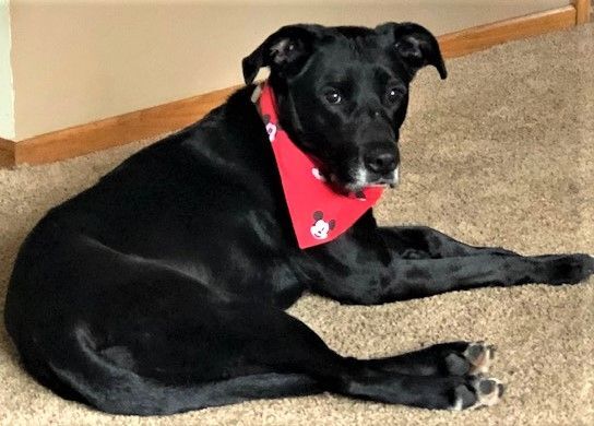 Micki -good girl!, a Adoptable mixed breed in Shell Lake, WI image 2/12