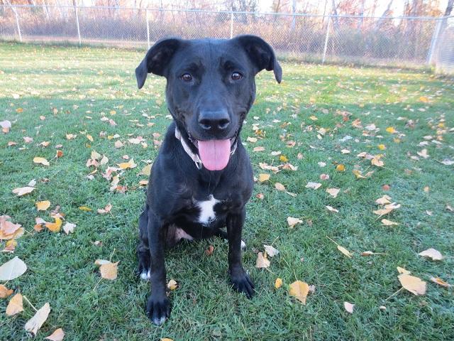 Micki -good girl!, a Adoptable mixed breed in Shell Lake, WI image 3/12