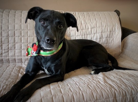 Micki -good girl! photo 4