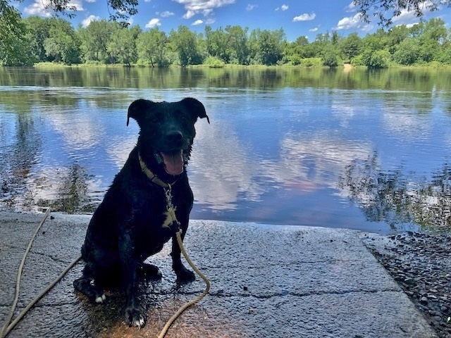 Micki -good girl!, a Adoptable mixed breed in Shell Lake, WI image 6/12