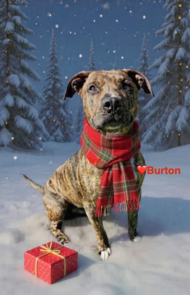Enlarge Burton, a Adoptable Pit Bull Terrier in Liverpool, NY image 1/5