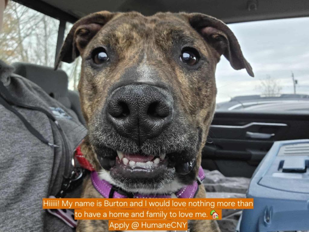 Enlarge Burton, a Adoptable Pit Bull Terrier in Liverpool, NY image 2/5