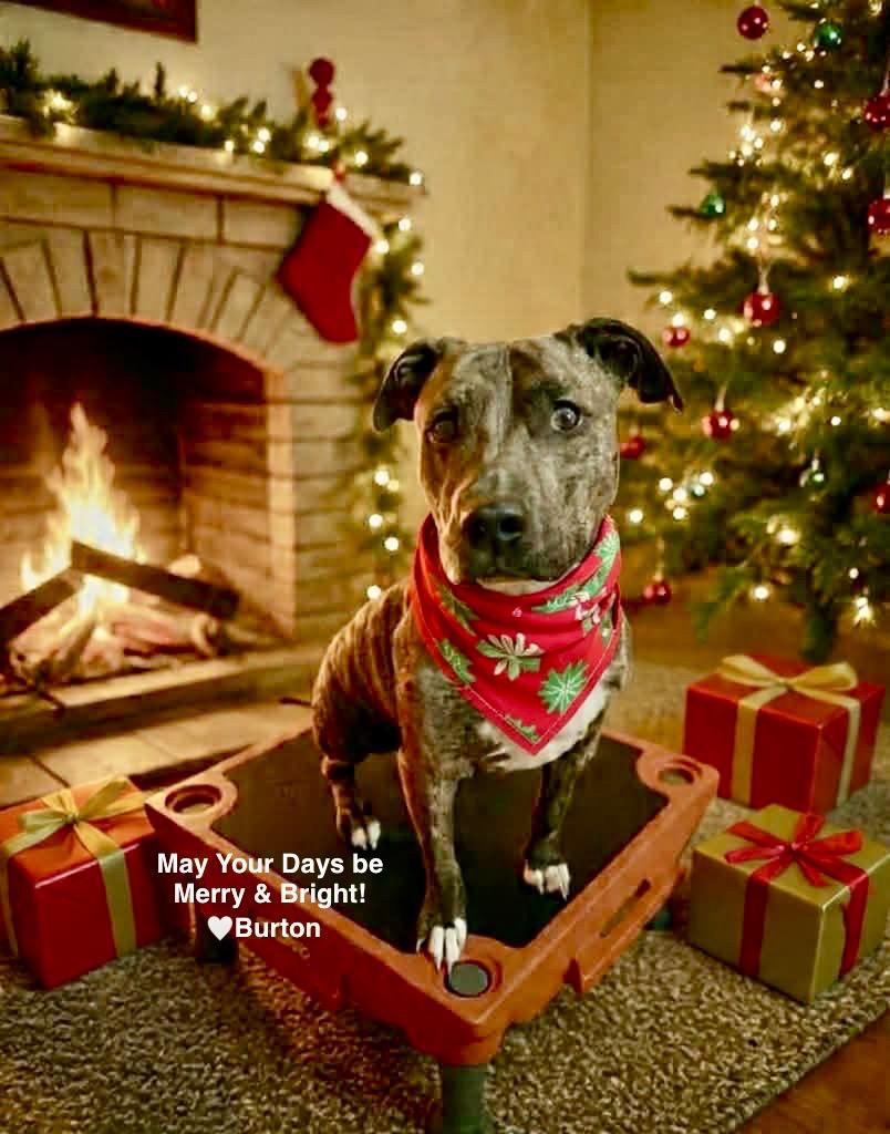 Enlarge Burton, a Adoptable Pit Bull Terrier in Liverpool, NY image 4/5