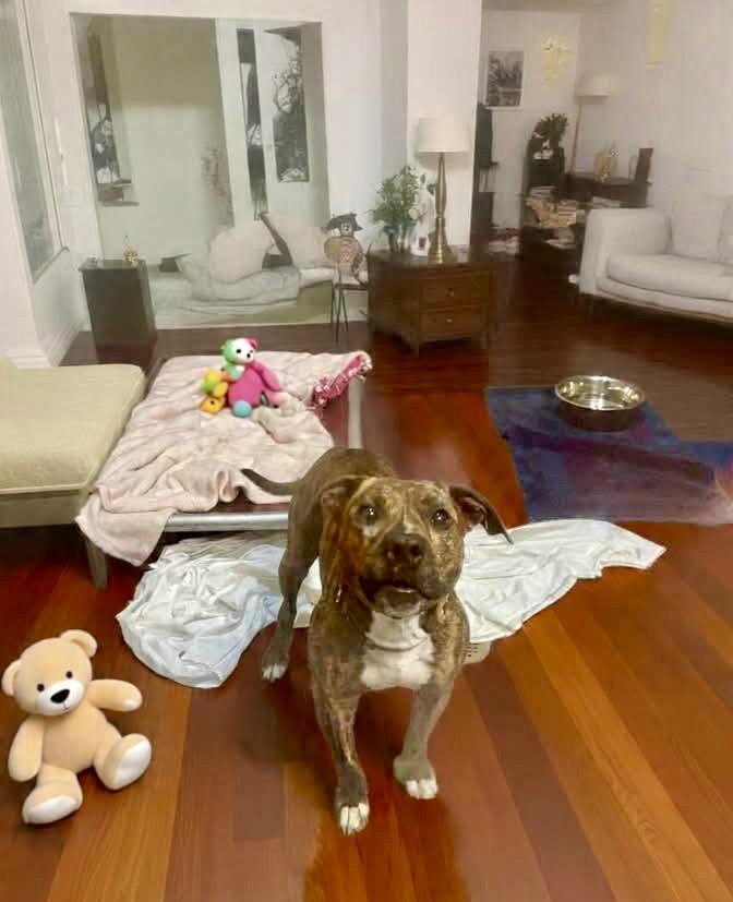 Enlarge Burton, a Adoptable Pit Bull Terrier in Liverpool, NY image 5/5