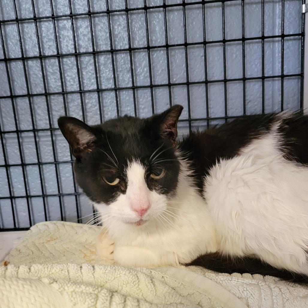 Mitochondria!, Adoptable, Adult Female Domestic Short Hair.