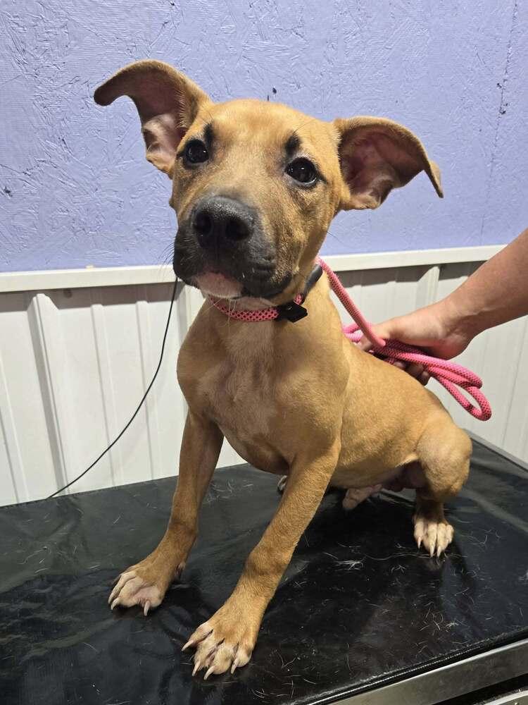 Rascal, Adoptable, Young Male Boxer.