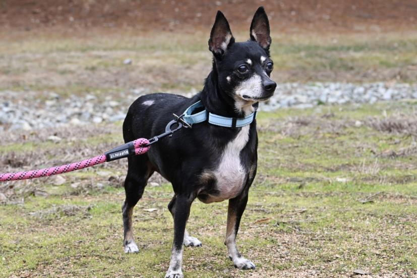 Enlarge ROCKY B, a Adoptable Chihuahua in Chapel Hill, NC image 1/2