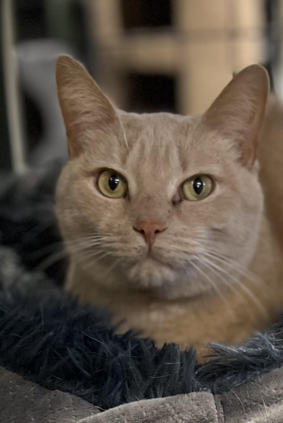 Mr. Pickles, Adult Male unknown