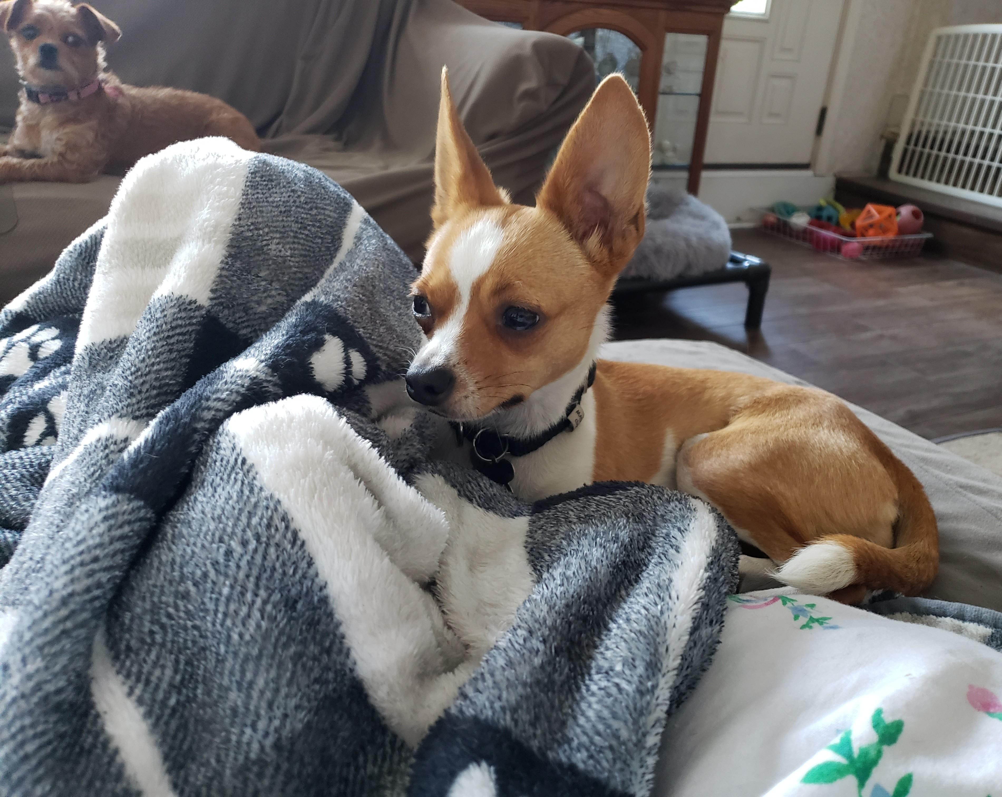 Dolly, a Adoptable Chihuahua in Albany, NY image 6/6