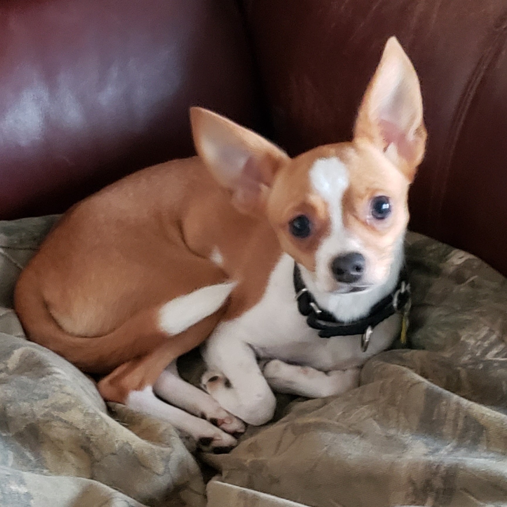 Dolly photo 4