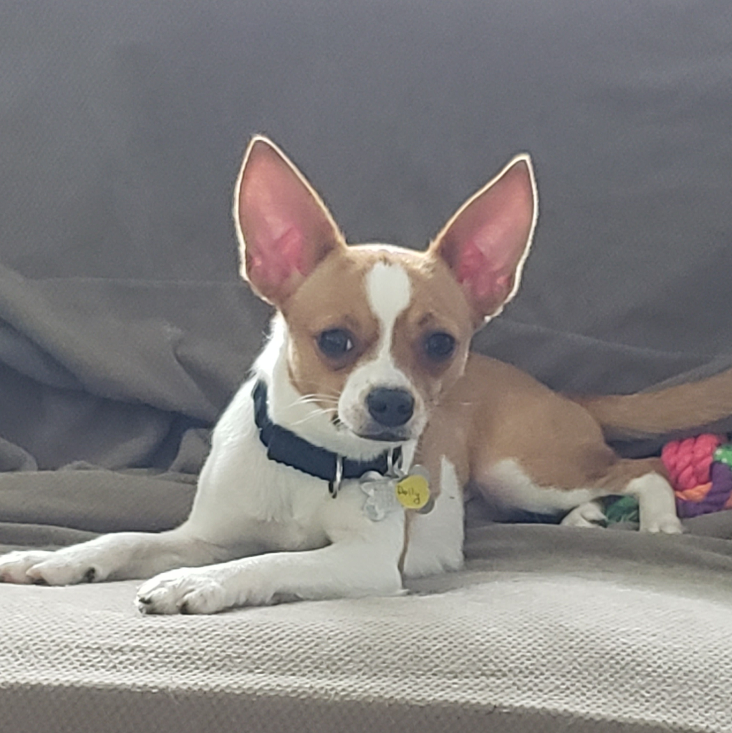 Dolly, Young Female Chihuahua