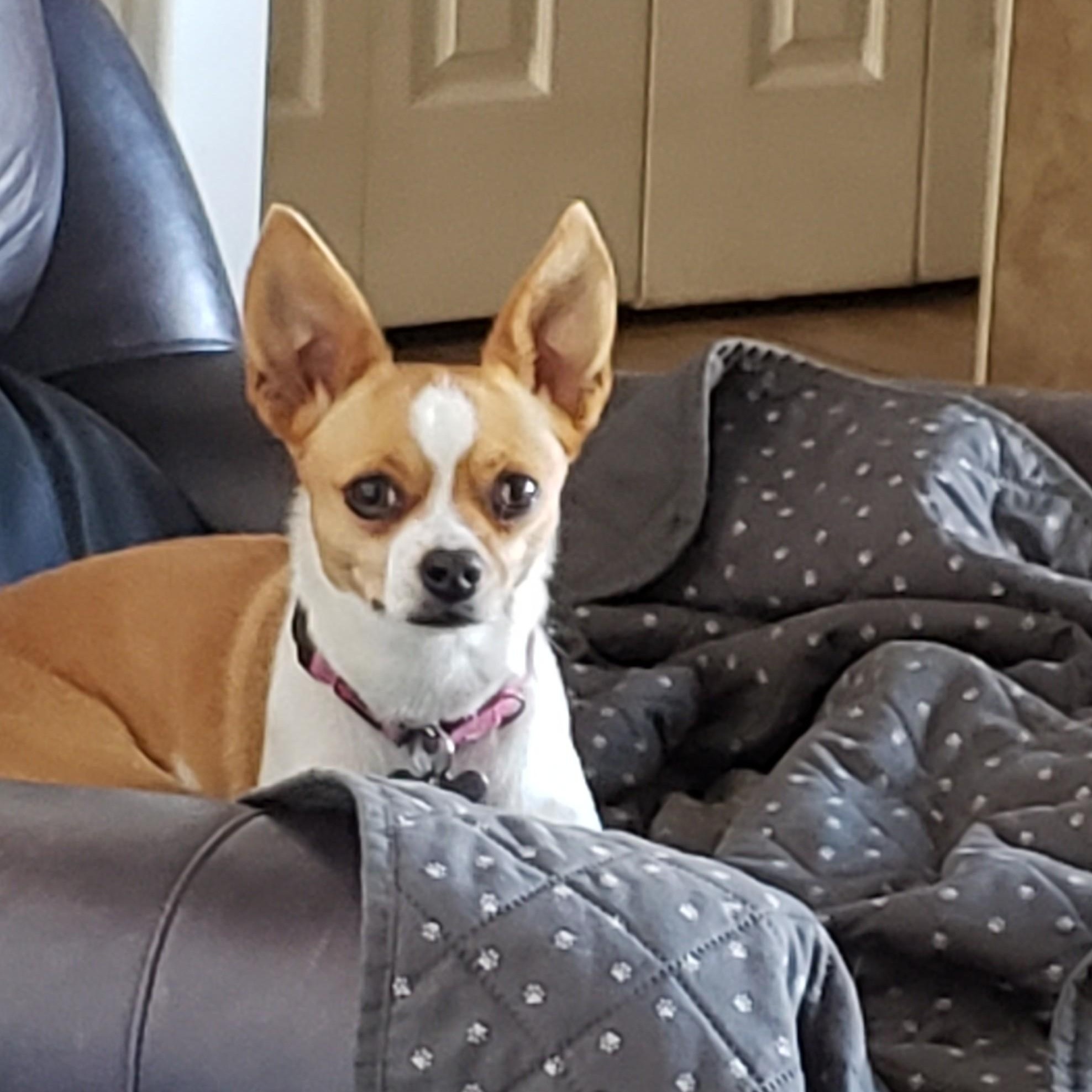 Dolly, a Adoptable Chihuahua in Albany, NY image 1/6