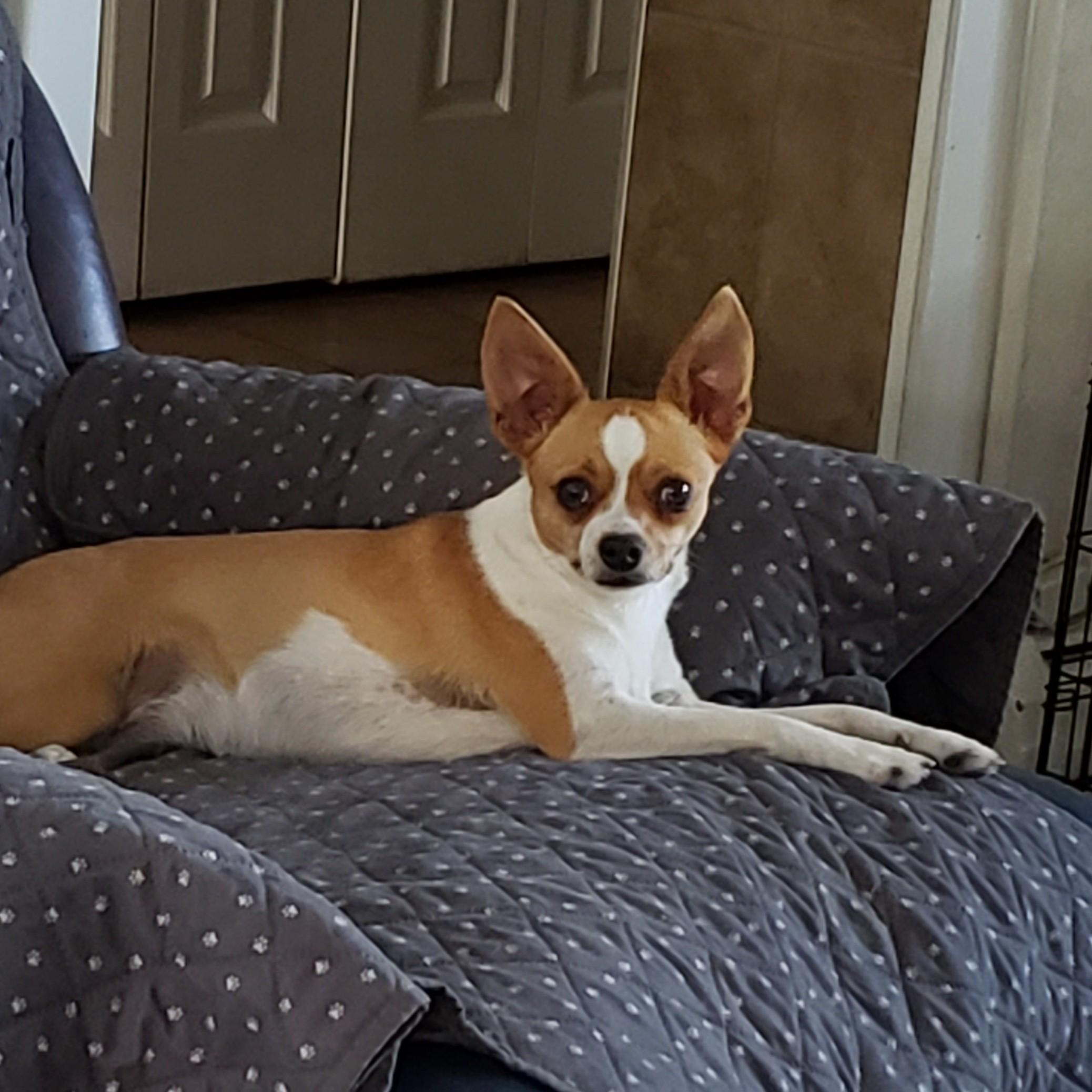 Dolly, a Adoptable Chihuahua in Albany, NY image 4/6