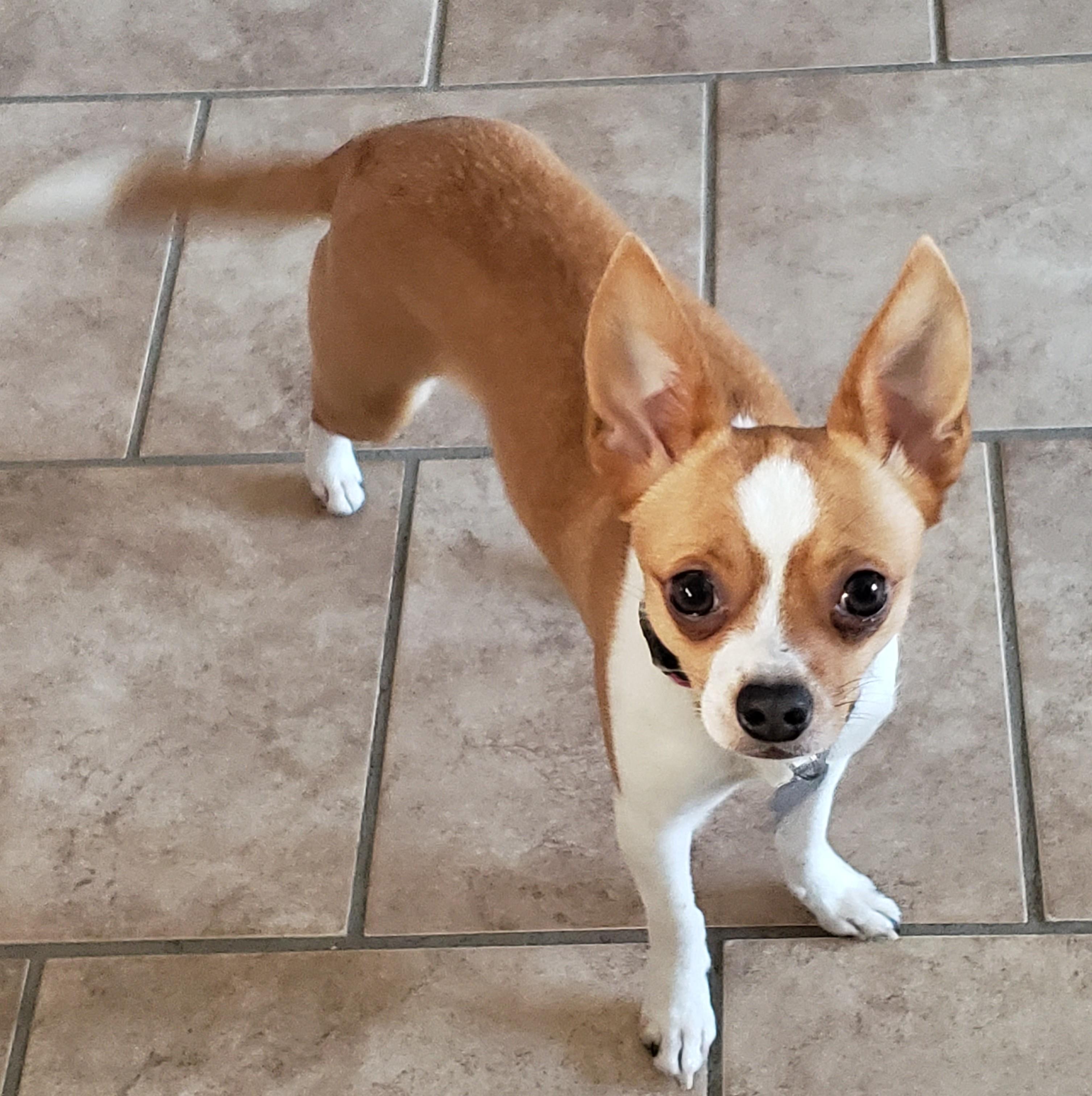 Dolly, a Adoptable Chihuahua in Albany, NY image 2/6