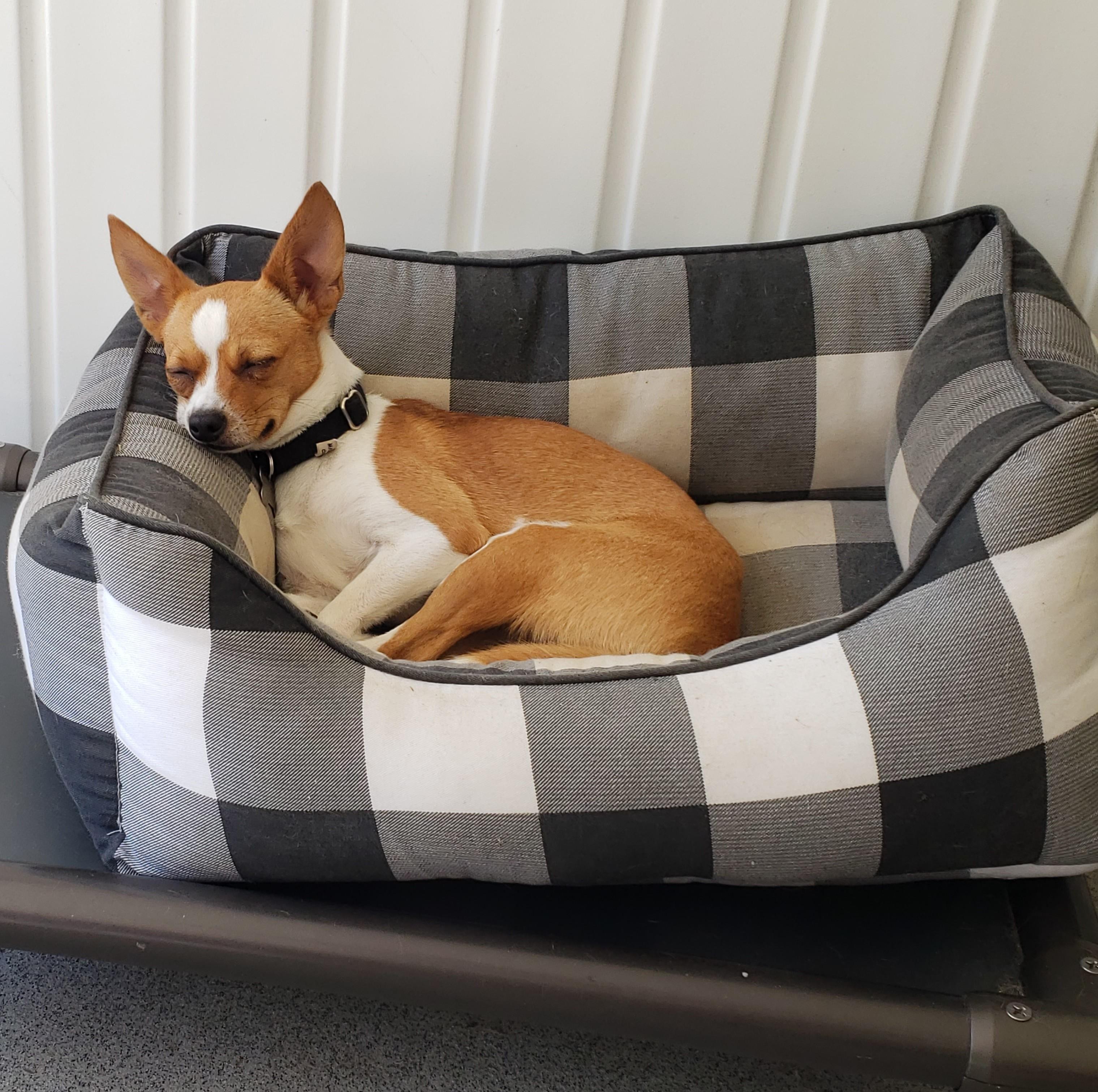 Dolly, a Adoptable Chihuahua in Albany, NY image 5/6