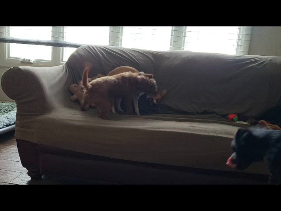 Enlarge Dolly, a Adoptable Chihuahua in Albany, NY video 3/6