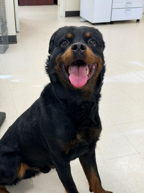 Draco, ADOPTABLE, Adult Male Rottweiler.