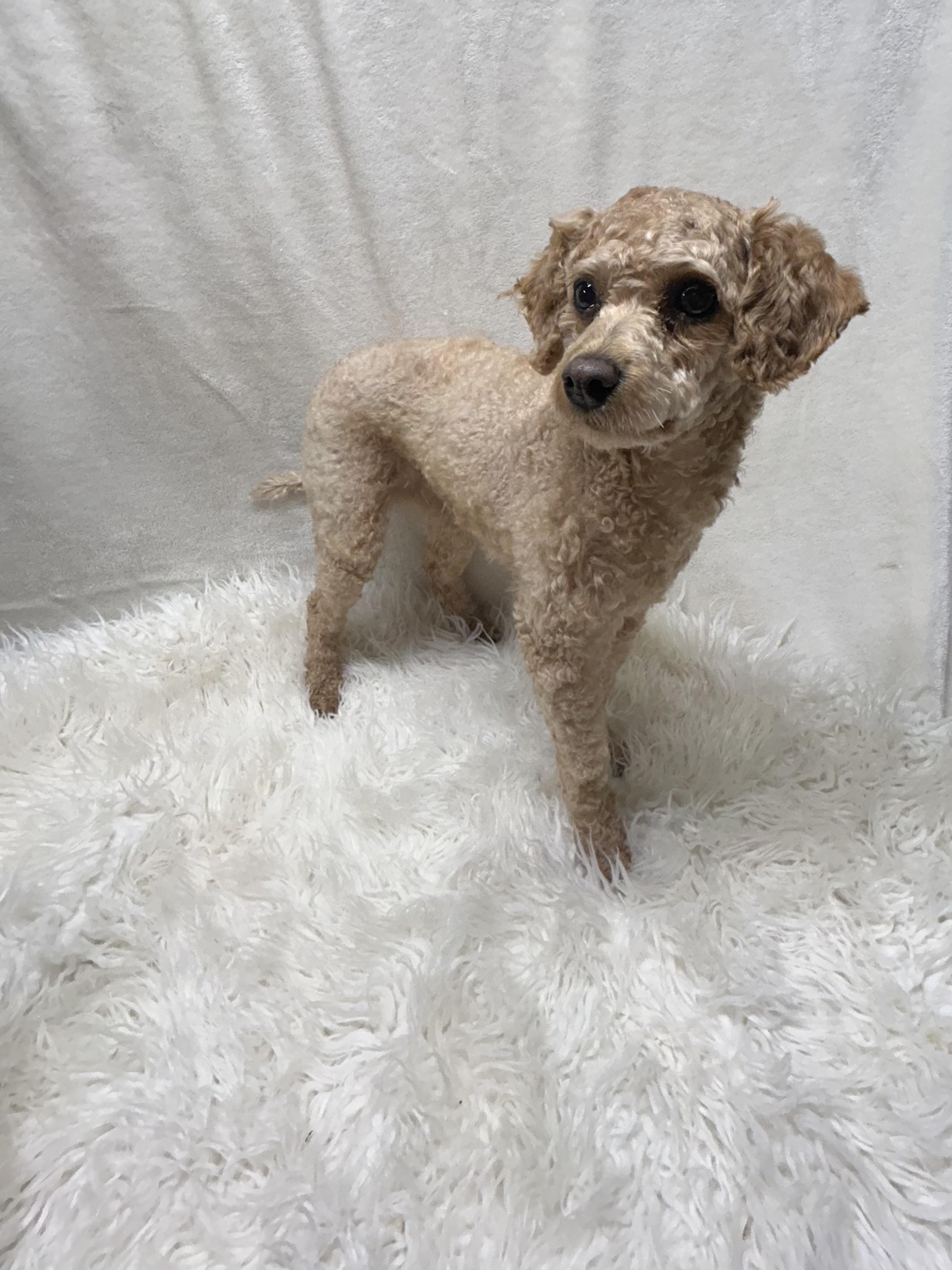 Enlarge RUBY (toy), a ADOPTABLE Goldendoodle in Rossford, OH image 3/5