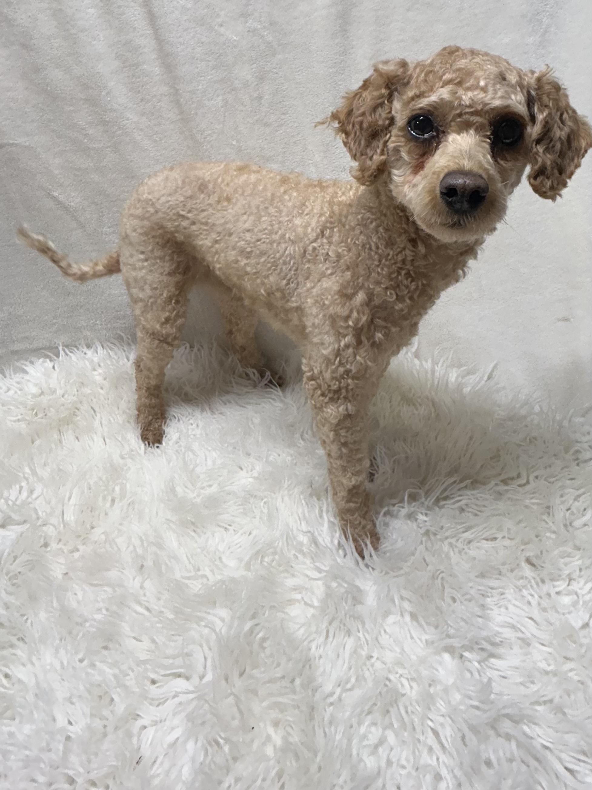 Enlarge RUBY (toy), a ADOPTABLE Goldendoodle in Rossford, OH image 4/5
