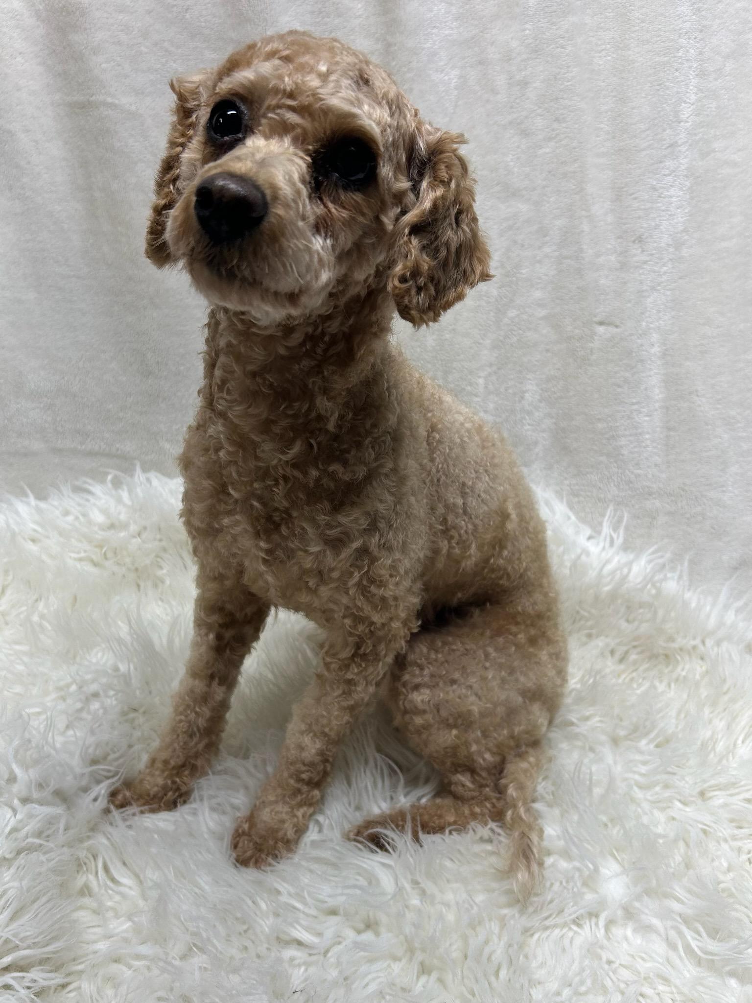 RUBY (toy), ADOPTABLE, Adult Female Goldendoodle.