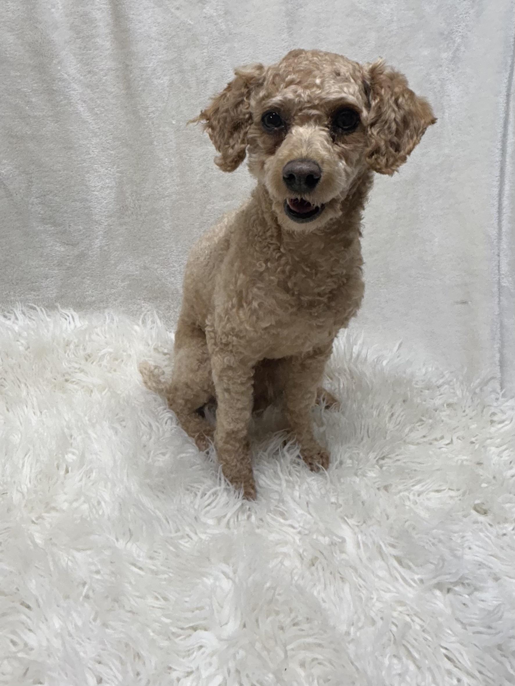 Enlarge RUBY (toy), a ADOPTABLE Goldendoodle in Rossford, OH image 2/5