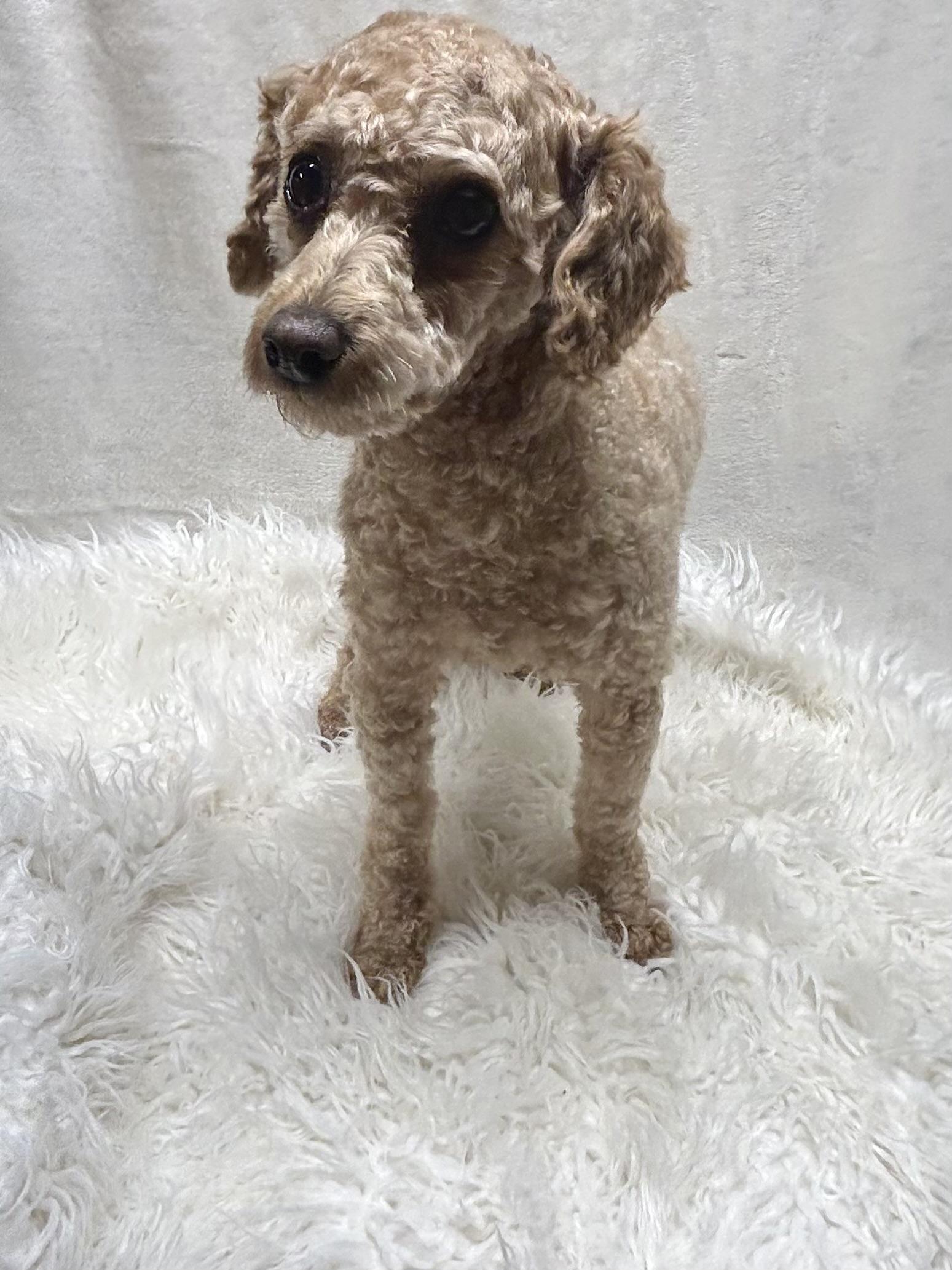 Enlarge RUBY (toy), a ADOPTABLE Goldendoodle in Rossford, OH image 5/5