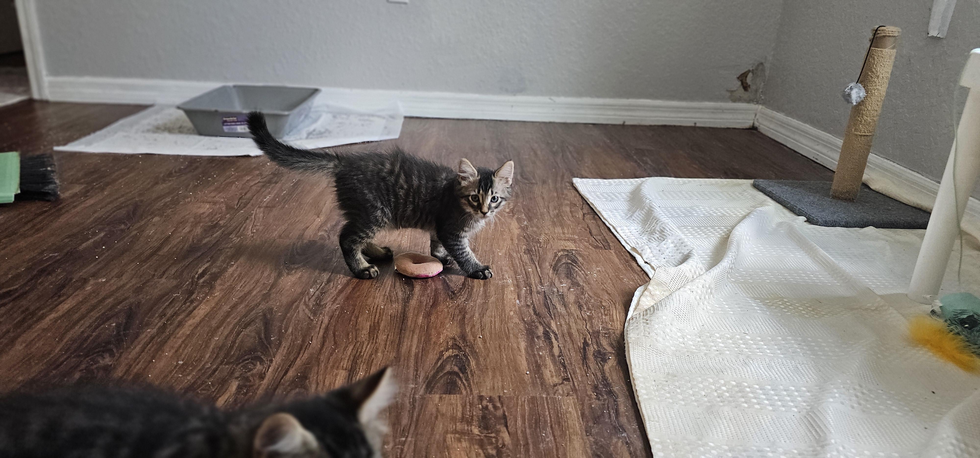 Enlarge William, an adopted Domestic Medium Hair in Weeki Wachee, FL image 4/6