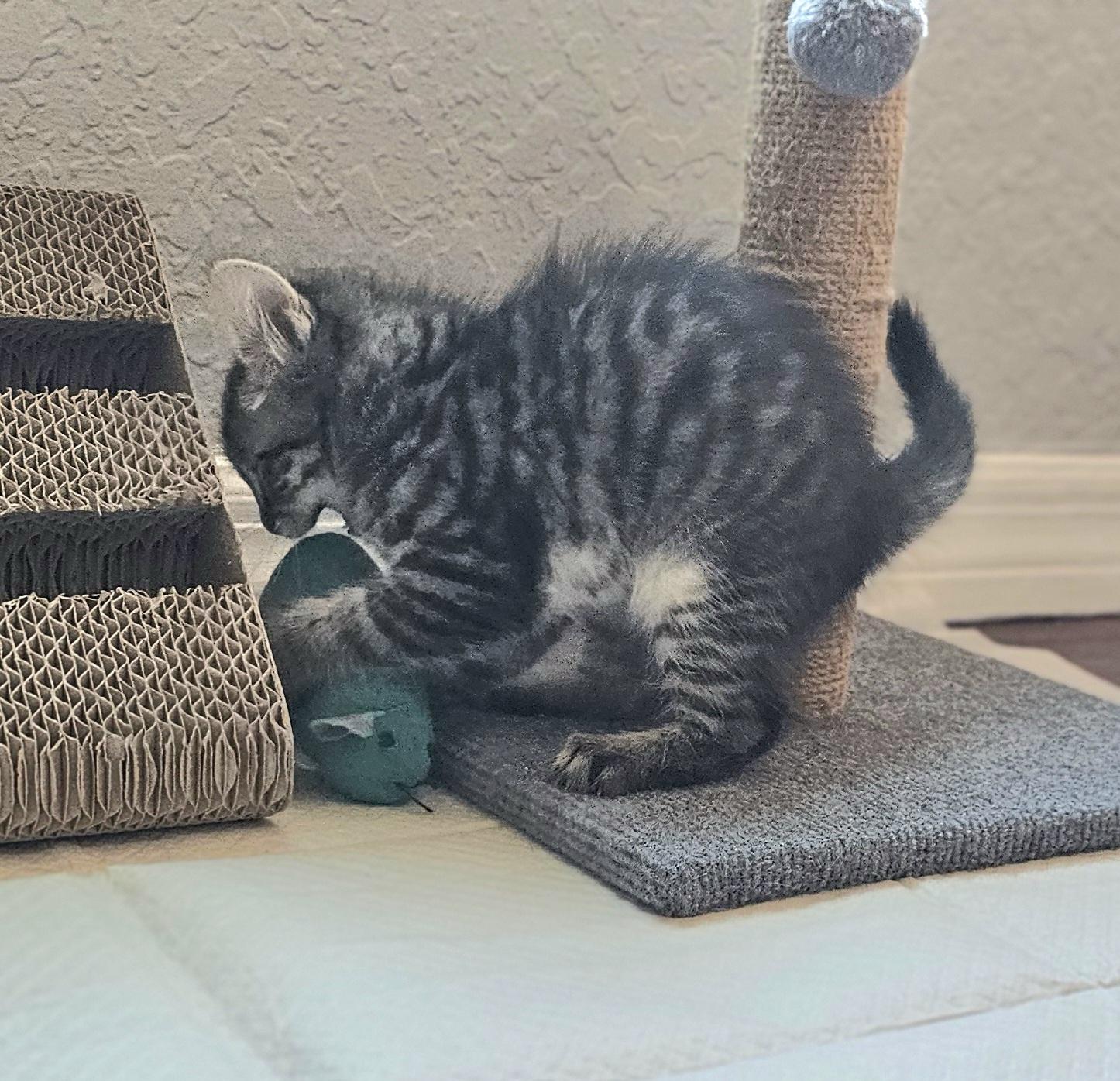 Enlarge William, an adopted Domestic Medium Hair in Weeki Wachee, FL image 6/6
