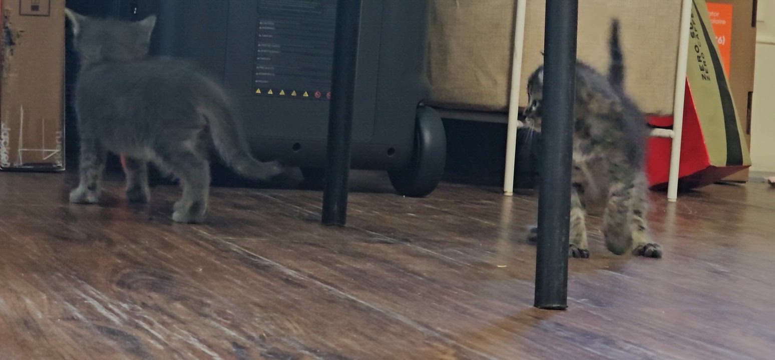 Enlarge William, an adopted Domestic Medium Hair in Weeki Wachee, FL video 5/6