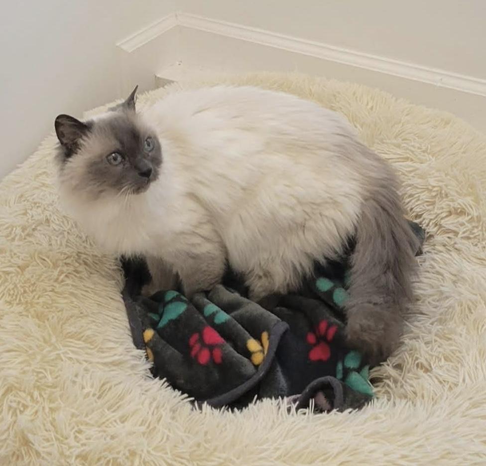 Enigma, adoptable, Senior Female Himalayan.