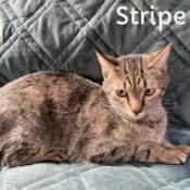 Enlarge Stripe, a Adoptable Domestic Short Hair in Washington, PA image 1/1