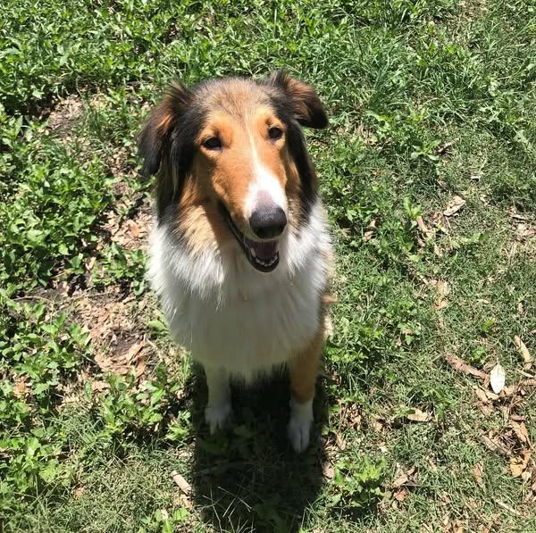 Poppy, a Adoptable Collie in Houston, TX image 1/3