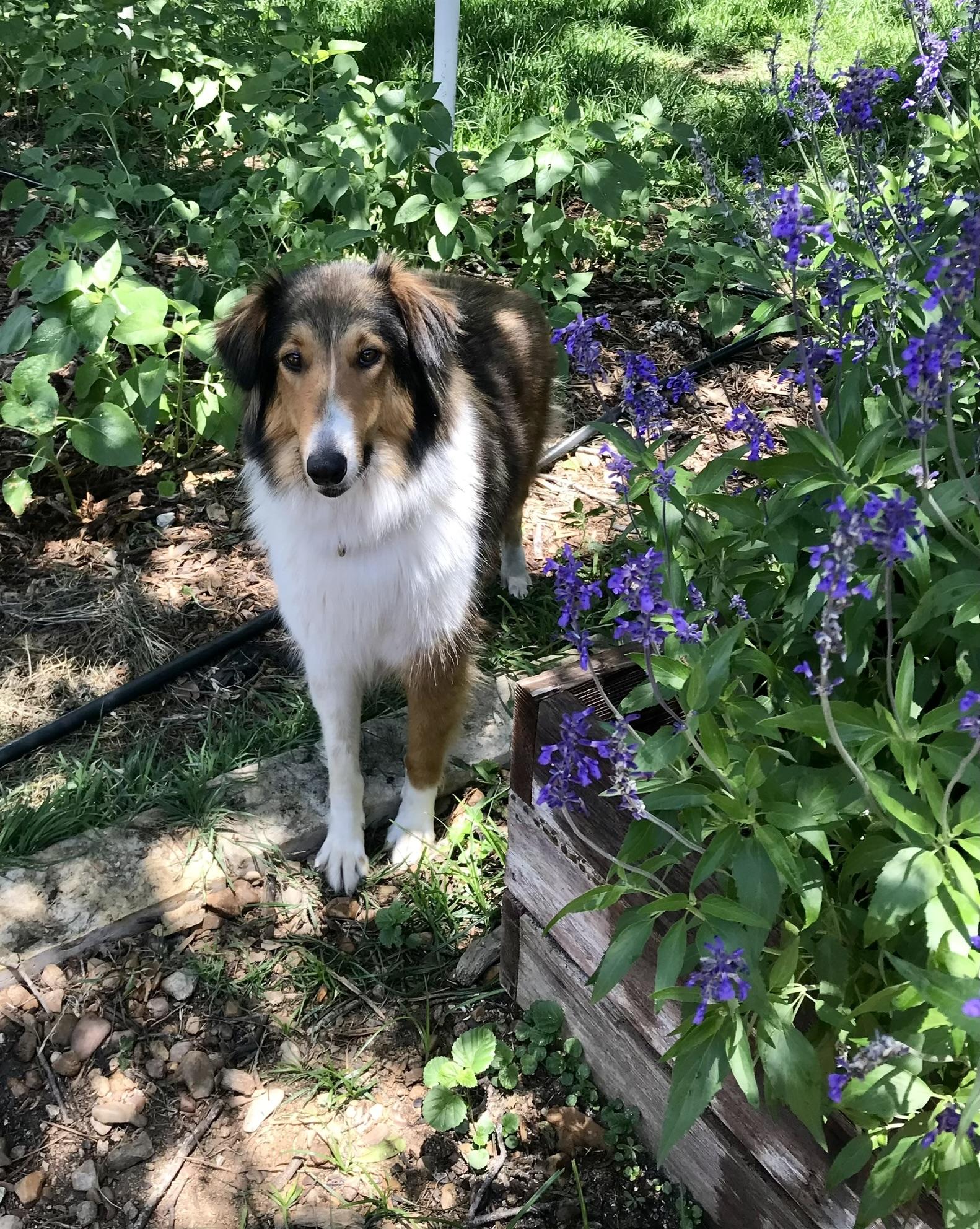 Poppy, a Adoptable Collie in Houston, TX image 2/3