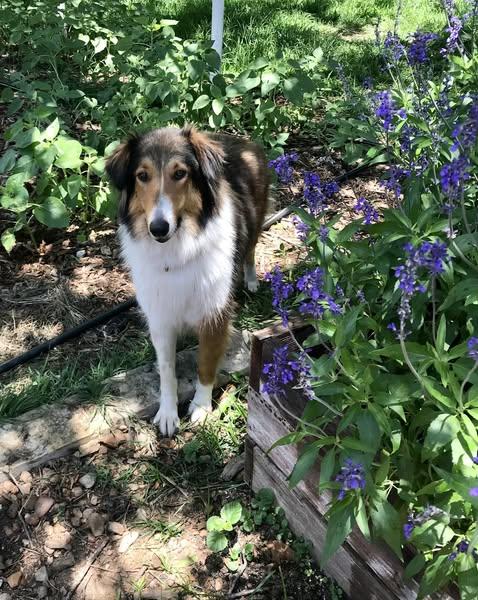 Poppy, a Adoptable Collie in Houston, TX image 3/3