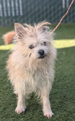 Enlarge Augie, a ADOPTABLE mixed breed in Sacramento, CA image 2/2