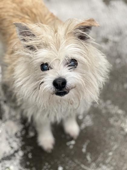 Augie, ADOPTABLE, Senior Male Cairn Terrier.