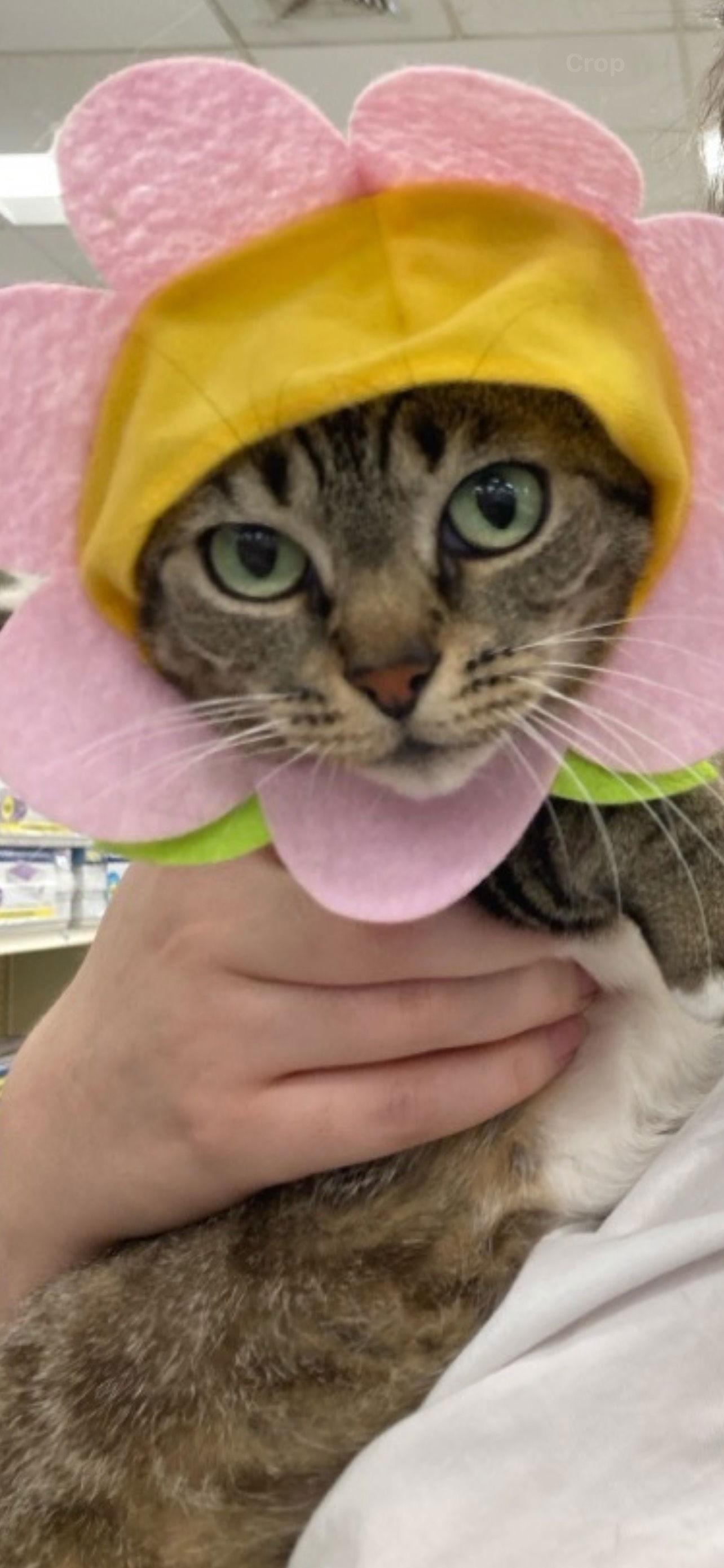 Osono, Adopted, Adult Female Domestic Short Hair & Tabby.