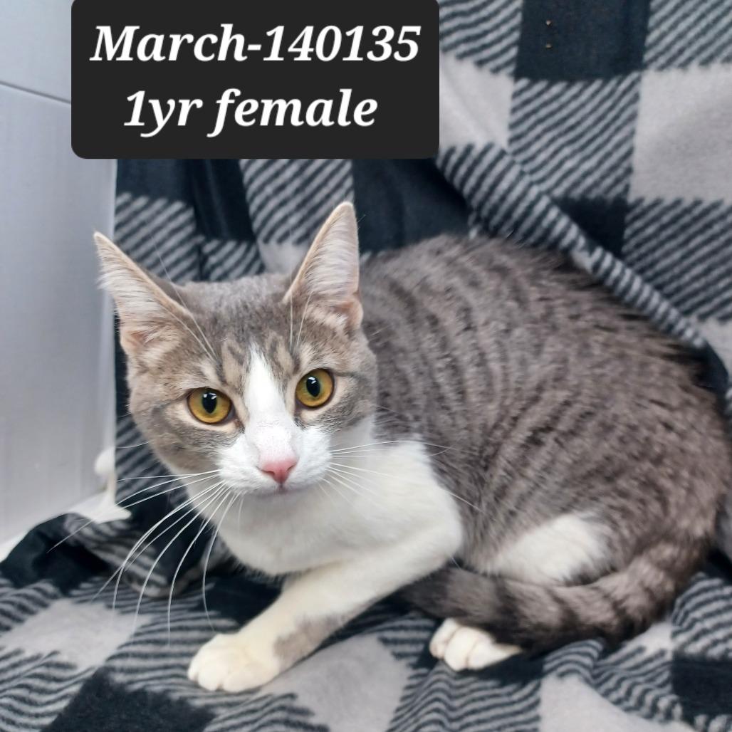 Enlarge March, a Adoptable Domestic Short Hair in New Tazewell, TN image 1/1