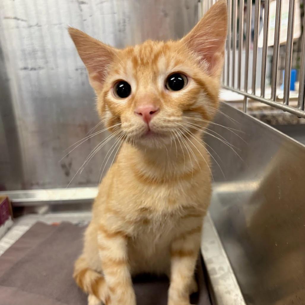 Enlarge Rock Hudson, a Adoptable Domestic Short Hair in Belleville, IL image 1/1