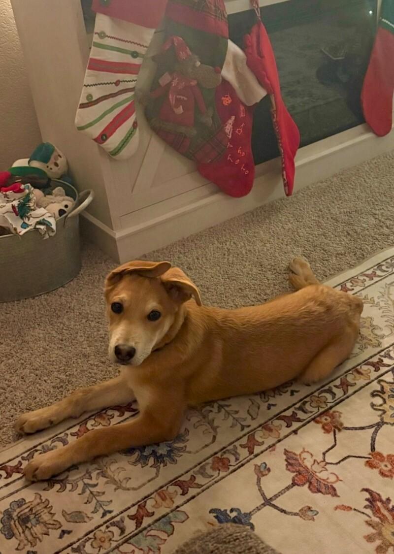 Barron, Adoptable, Young Male Labrador Retriever & Shepherd.