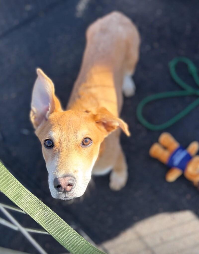 Barron, a Adoptable mixed breed in Boulder, CO image 1/6
