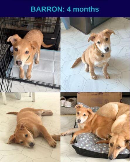 Barron, a Adoptable mixed breed in Boulder, CO image 2/6