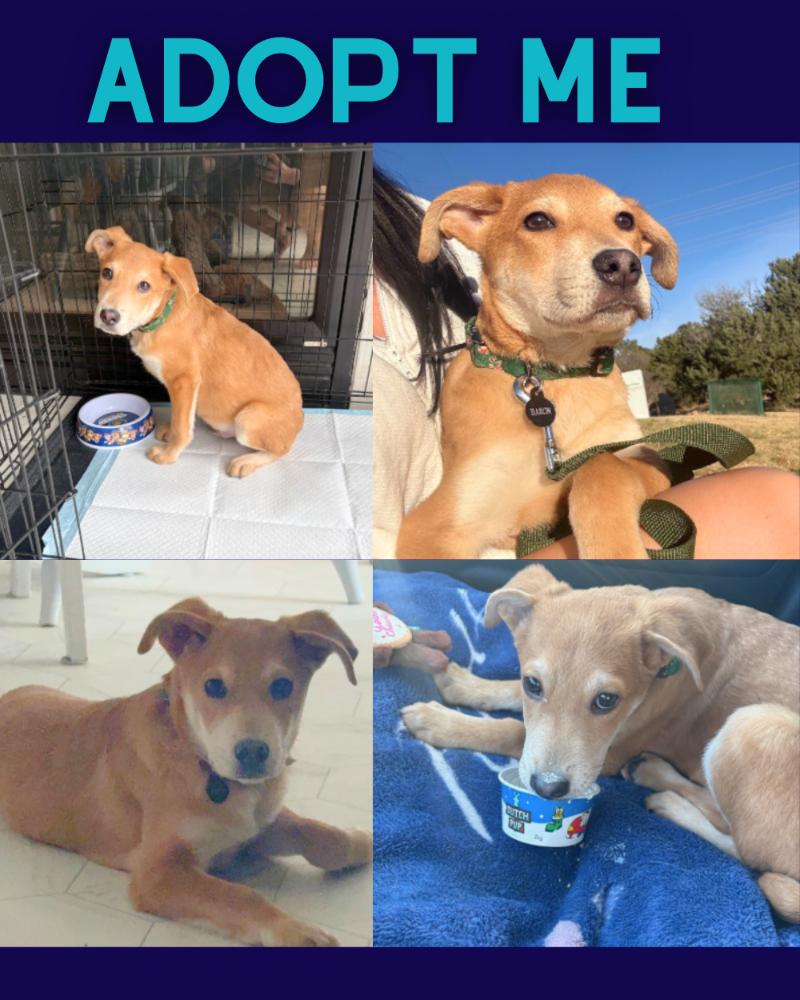 Barron, a Adoptable mixed breed in Boulder, CO image 4/6