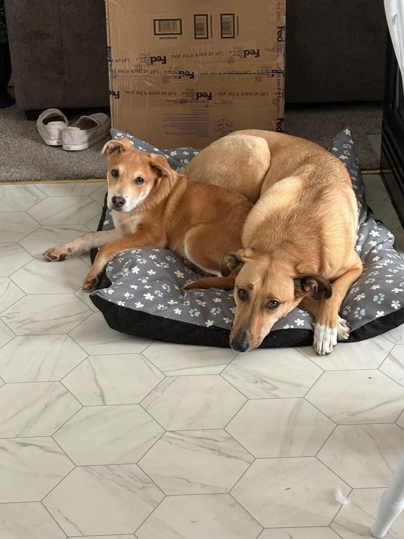 Barron, a Adoptable mixed breed in Boulder, CO image 5/6