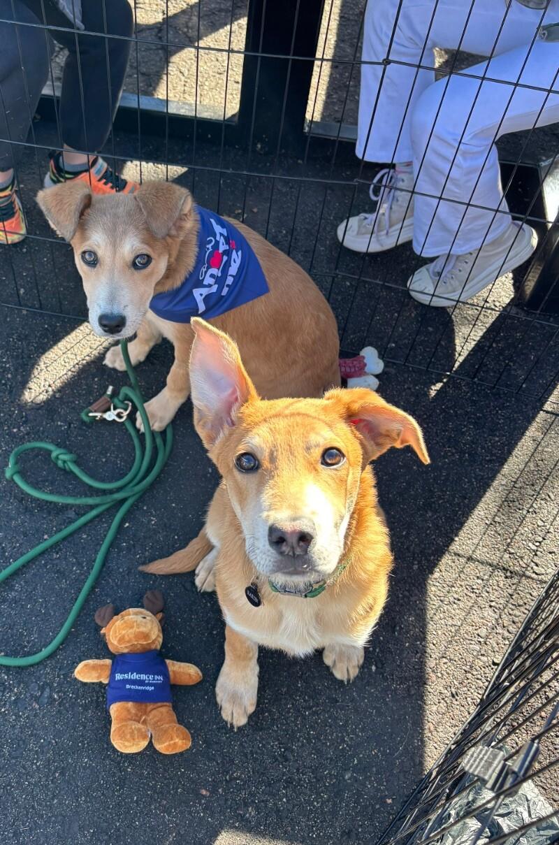 Barron, a Adoptable mixed breed in Boulder, CO image 6/6