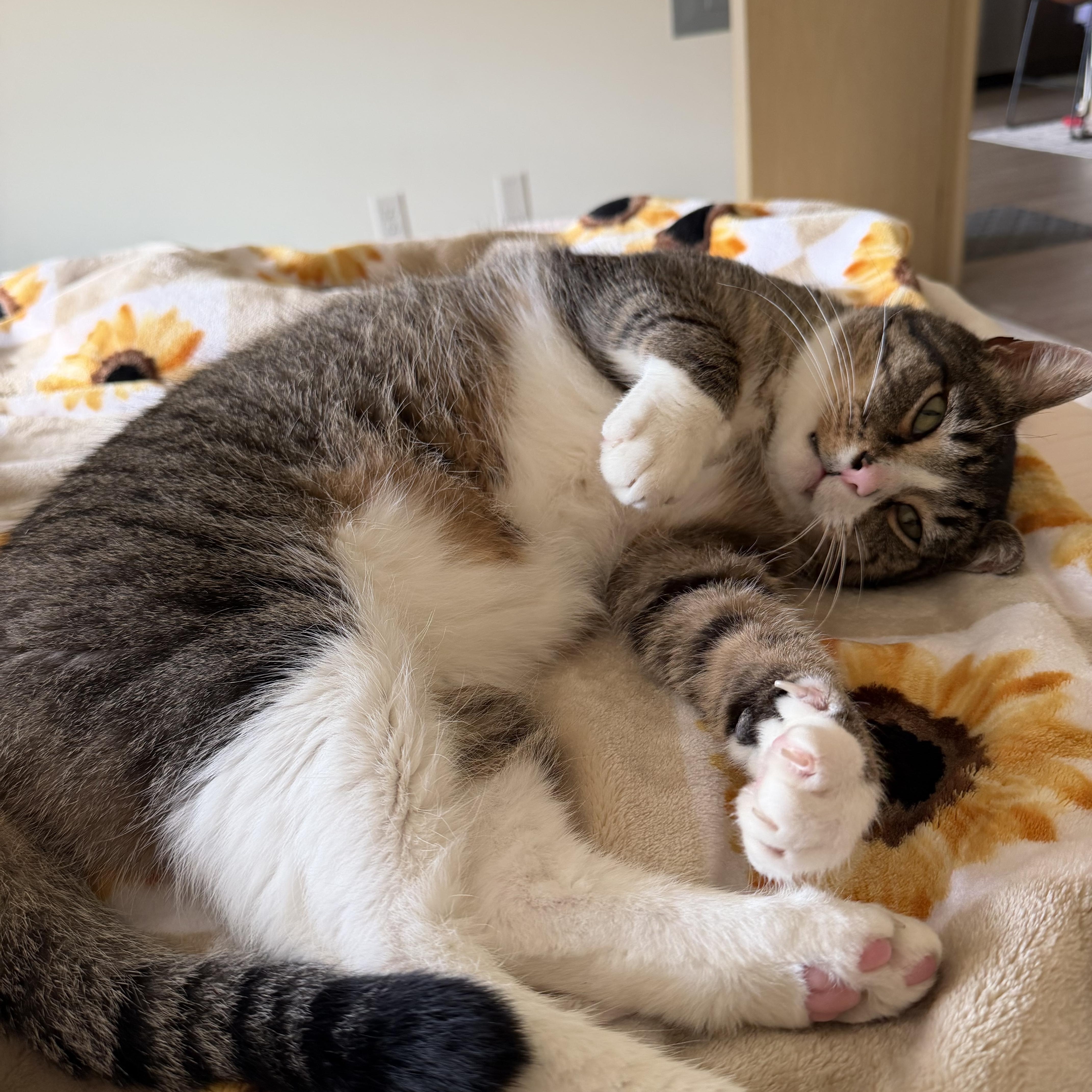Enlarge Squish, a Adoptable mixed breed in Oregon, WI image 5/5