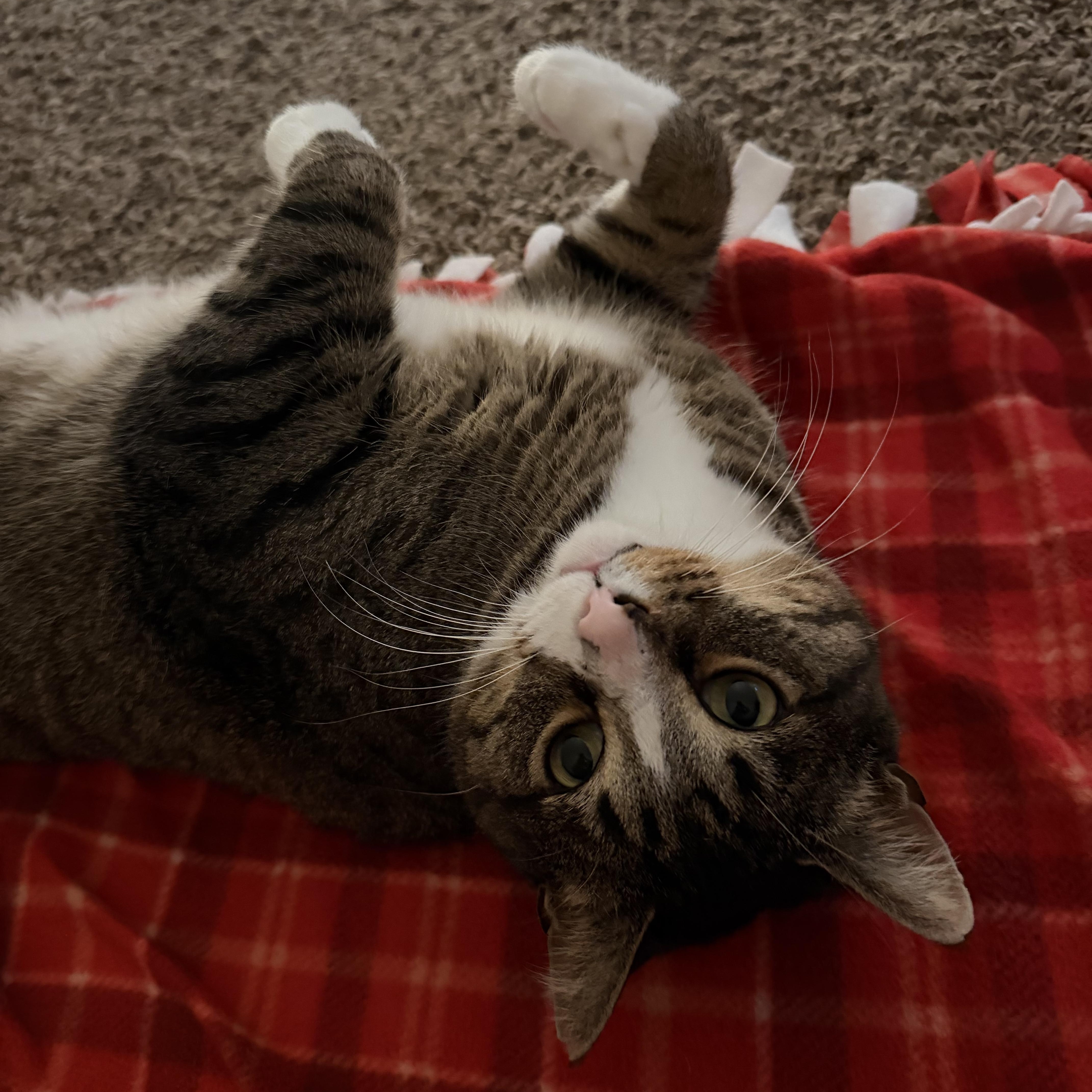 Enlarge Squish, a Adoptable mixed breed in Oregon, WI image 4/5