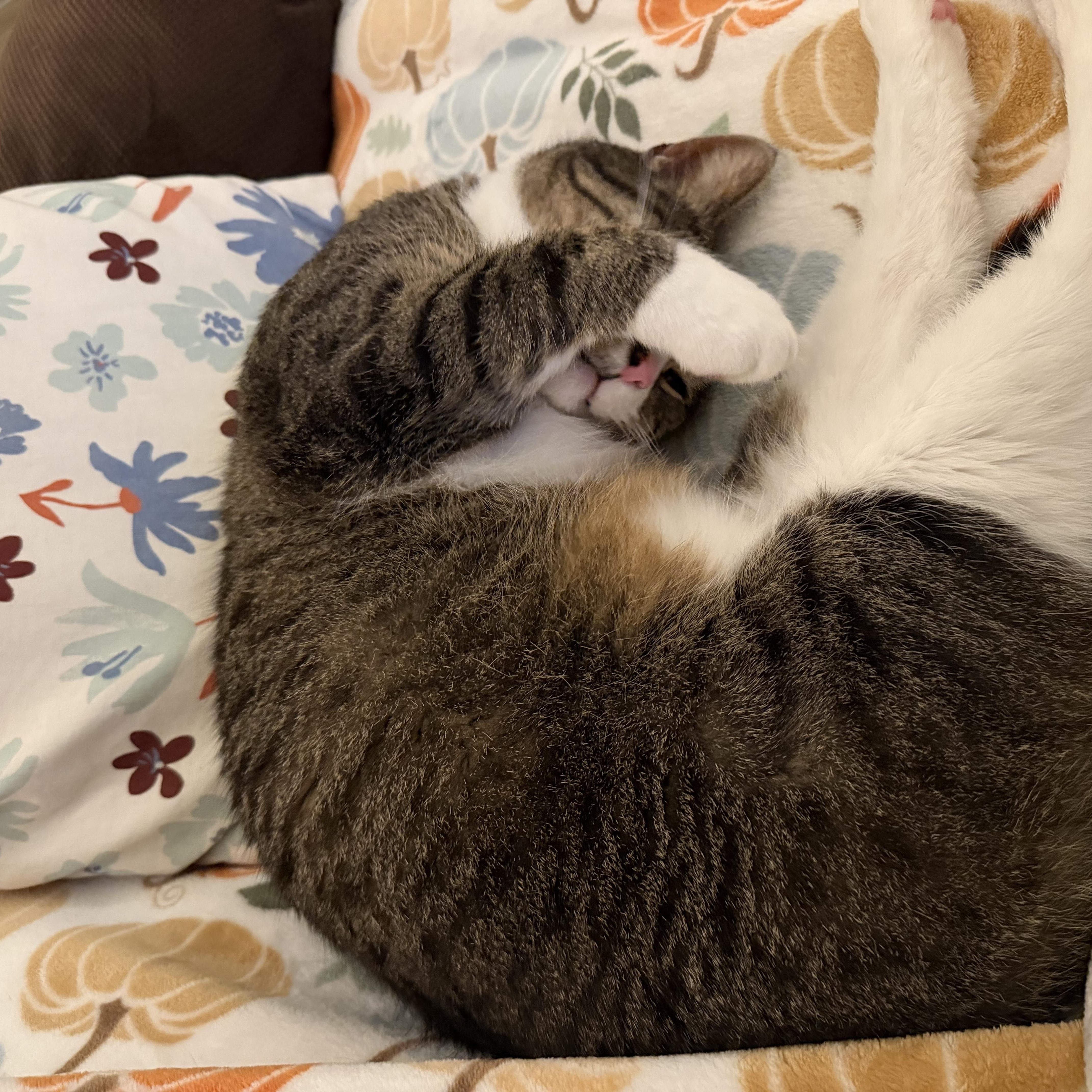 Enlarge Squish, a Adoptable mixed breed in Oregon, WI image 2/5